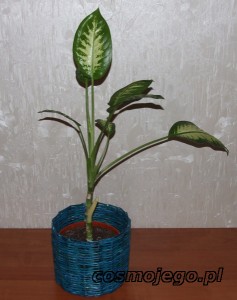 Difenbachia Difenbachia