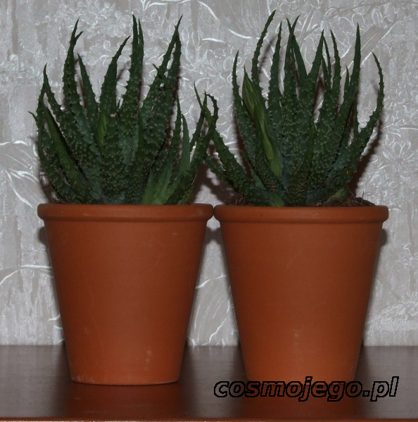 Aloes niski ( Aloe humilis )