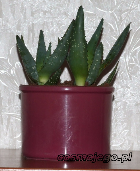 Aloe vera, Aloes zwyczajny